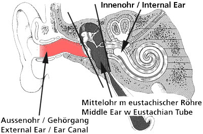 Ohr /Ear