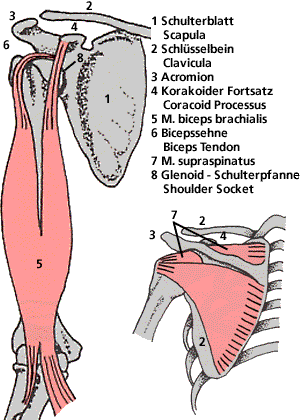 Schultergürtel Muskeln Shoulder girdle muscles